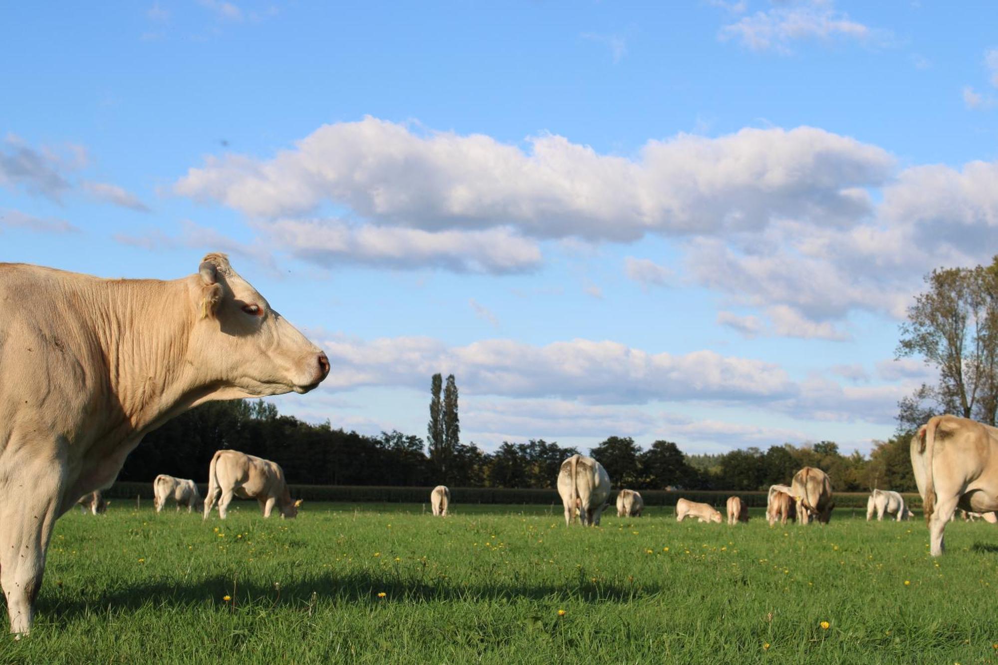 Natuurhuisje 'T Hoogbos - Weidezicht Schijf Kültér fotó